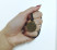 Money Amulet в Челябинске
