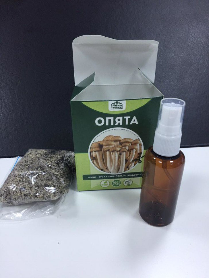 Домашняя грибница в Москве в Москве