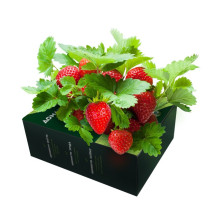 Домашняя ягодница