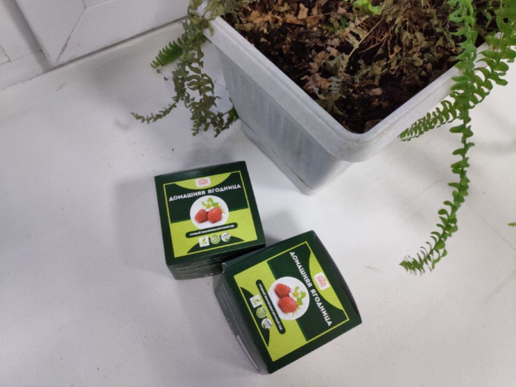 Домашняя ягодница в Курске в Курске