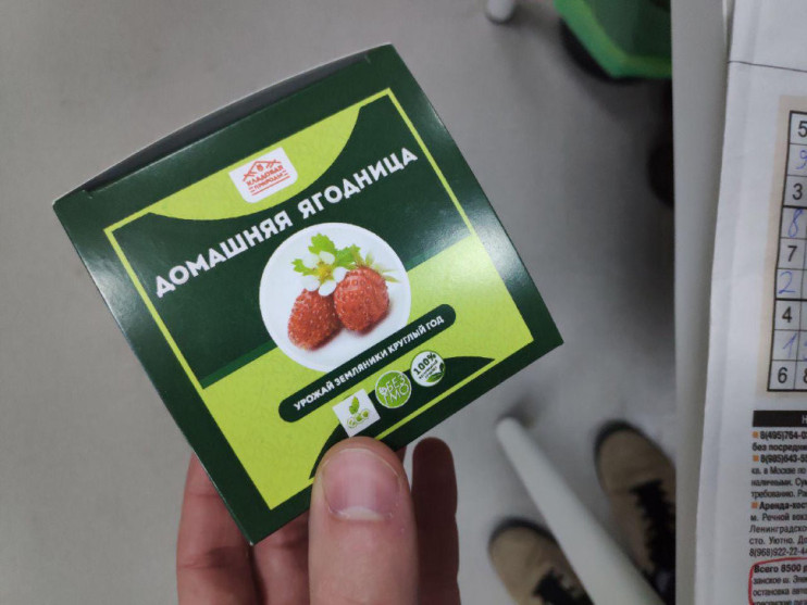 Домашняя ягодница в Курске в Курске