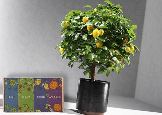 Мини-деревья Экодар в Москве в Москве