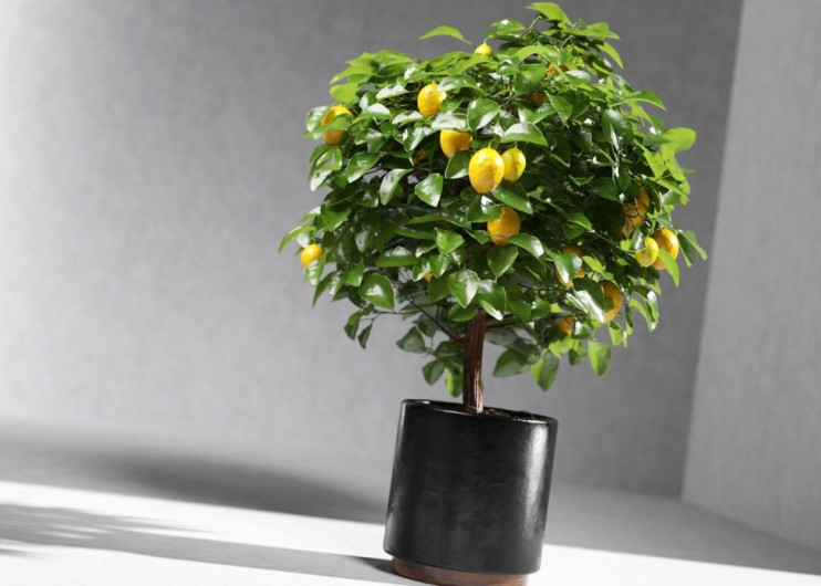 Мини-деревья Экодар в Москве в Москве