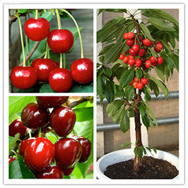 Мини-деревья Экодар в Москве в Москве