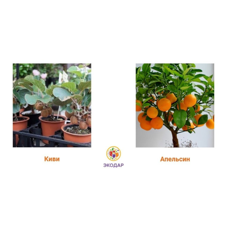 Мини-деревья Экодар в Москве в Москве