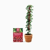 Мини-деревья Черешня