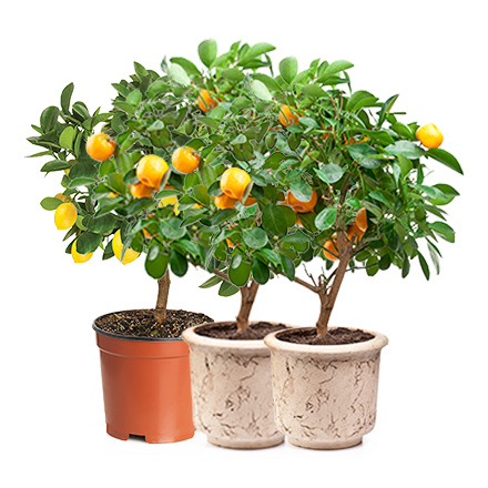 Мини-деревья Экодар в Москве в Москве