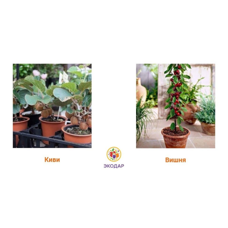 Мини-деревья Экодар в Москве в Москве