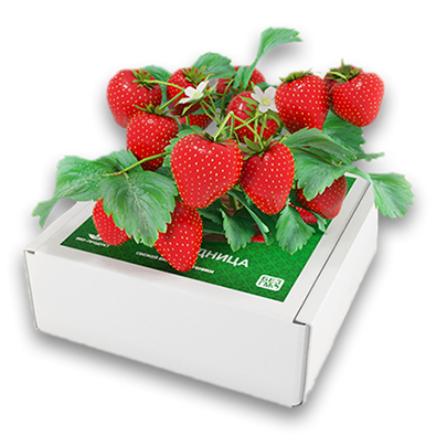 Ягодница Сказочный сбор в Москве в Москве