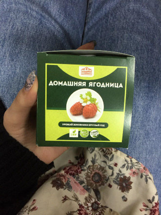 Домашняя ягодница в Нижнем Новгороде