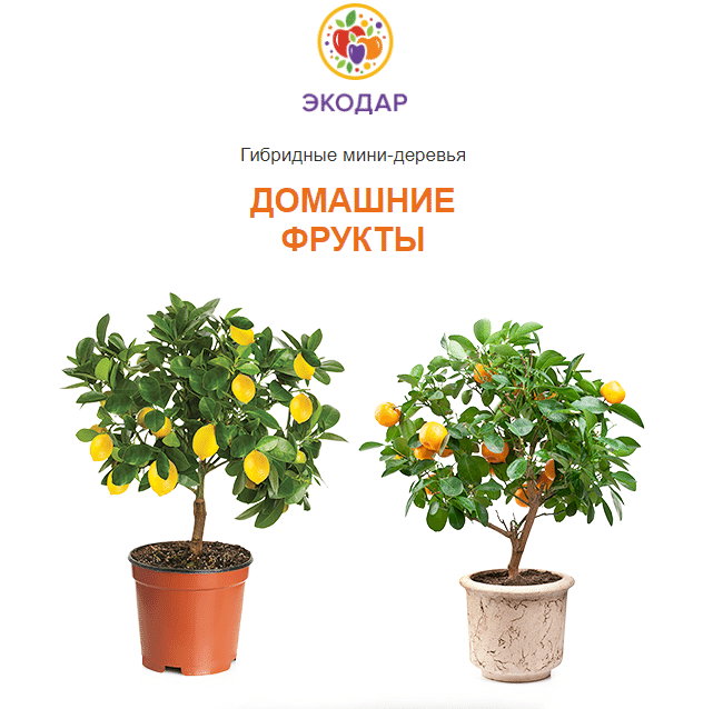 Гибридные мини-деревья Экодар в Казани